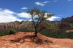Life Among Mint-Strata Mountains