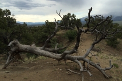 Skeleton Tree
